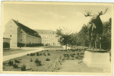 Gumbinnen Anlage mit Elch, Ostpreussen.jpg