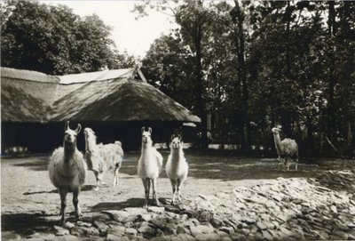 Tiergarten, lames.jpg