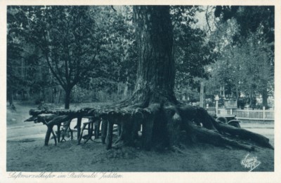 Juditten Kr. Königsberg, Luftwurzelkiefer im Stadtwald.jpg