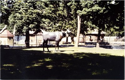 Elch im Kaliningrader Zoo.jpg