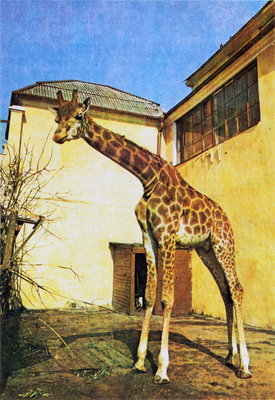 Калининградский зоопарк (путеводитель)_1984_08_новый размер.jpg