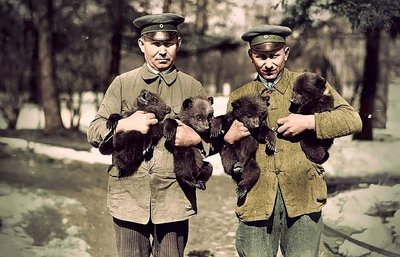Медвежата, родившиеся в зоопарке в 1931г.