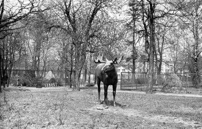 Лосик.1978год.Фото В.К.Завершинский