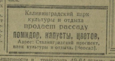 КП_1948-05-16_Парк культуры продает рассаду.jpg