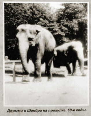 Семья слонов Джими, шандра и Преголя, 1973 год_2.jpg