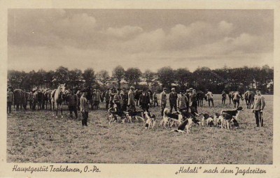 Trakehnen - Pferde Jagd Hunde.jpg