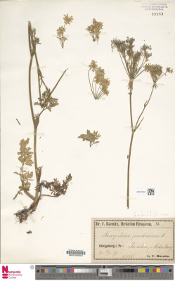 Europeana.eu-11647-_Botany_AMD_20484-783f00e891295ccb818f0852949c6a07.jpeg