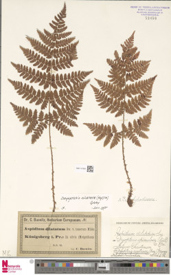 Europeana.eu-11647-_Botany_AMD_131358-9e85b0ab6cfc009d159144aa889d574a.jpeg