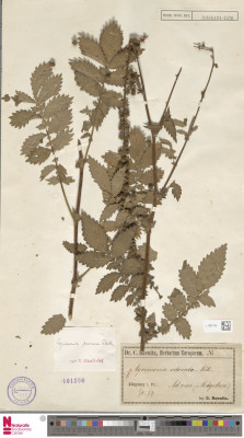 Europeana.eu-11649-_Botany_L_1887142-120684f9efac6b8590d0a940bd0d4e12.jpeg