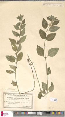 Europeana.eu-11650-_Botany_L_2787768-d97c8fa4f6b4150ac4fda8de7db49cd8.jpeg