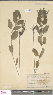 Europeana.eu-11650-_Botany_L_2788299-ec76307073310927f97998a4377967f9.jpeg