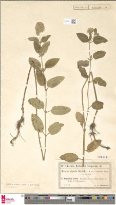 Europeana.eu-11650-_Botany_L_2789286-3c93a23d4eae52b23cdea92bcb42b52c.jpeg