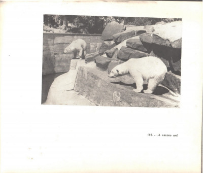 зоопарк 1966-5.jpg