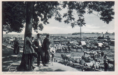 конный рынок в Велау. 1934 год.