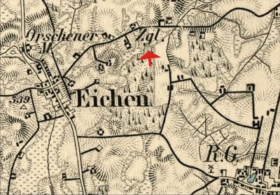 Eichen. 1893